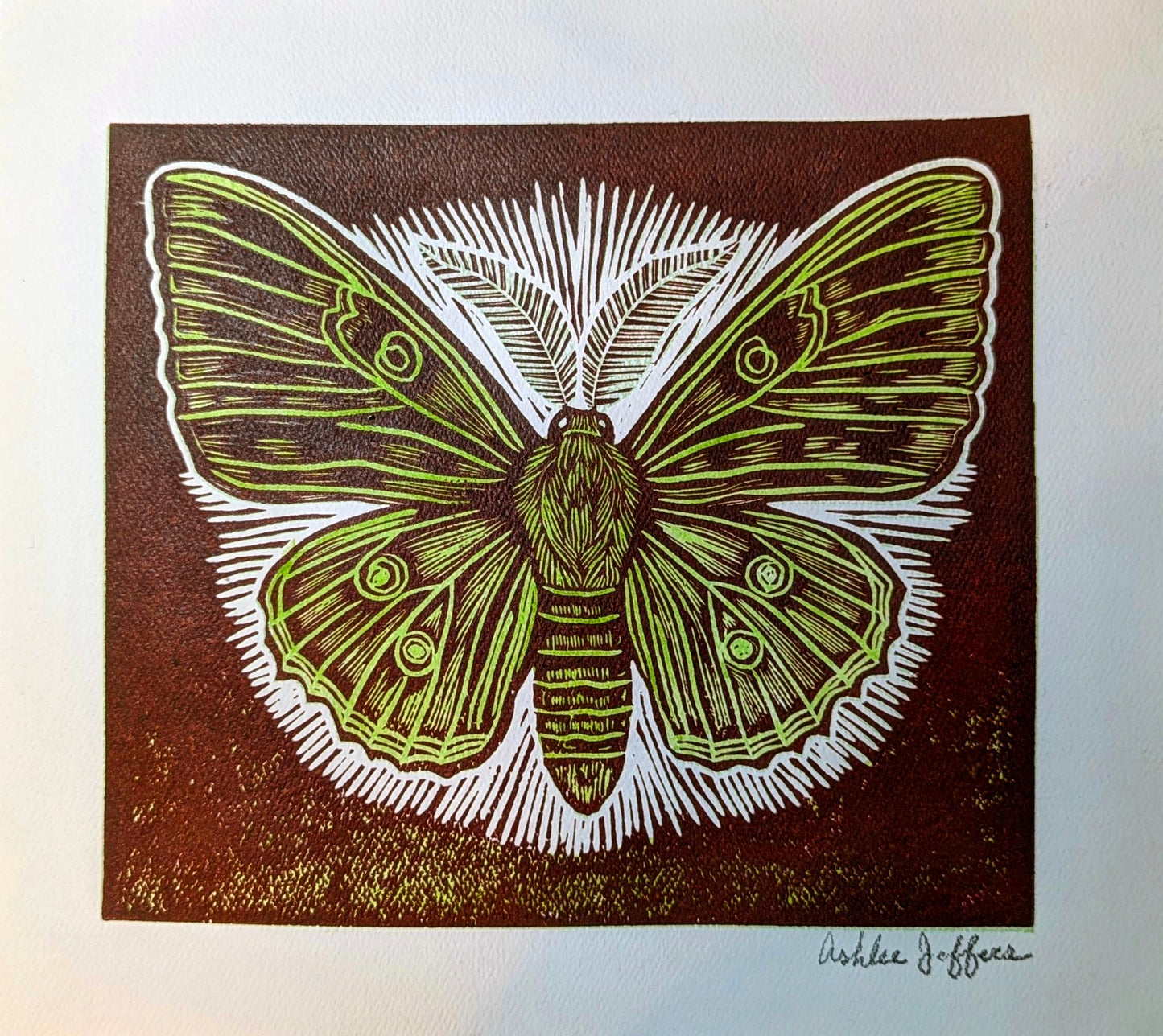 Moth